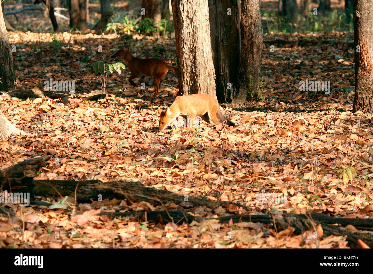 Indiano cane selvatico o dhole (cuon alpinus) la caccia nel Parco Nazionale di Kanha, Madhya Pradesh, India, Asia Foto Stock
