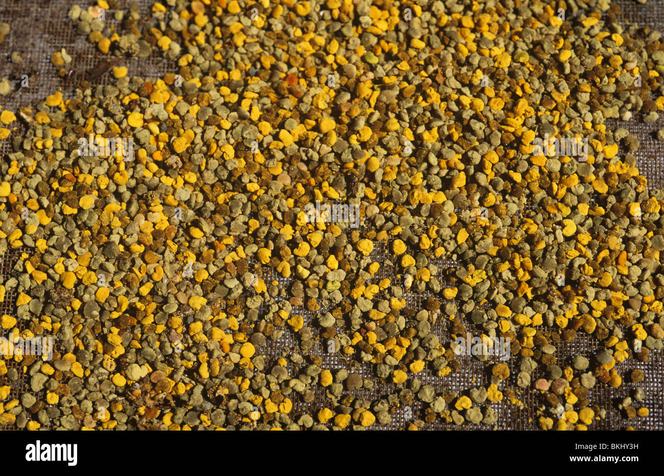 Lavoratore miele api (Apis mellifera) palline di polline in hive trappola di polline Foto Stock
