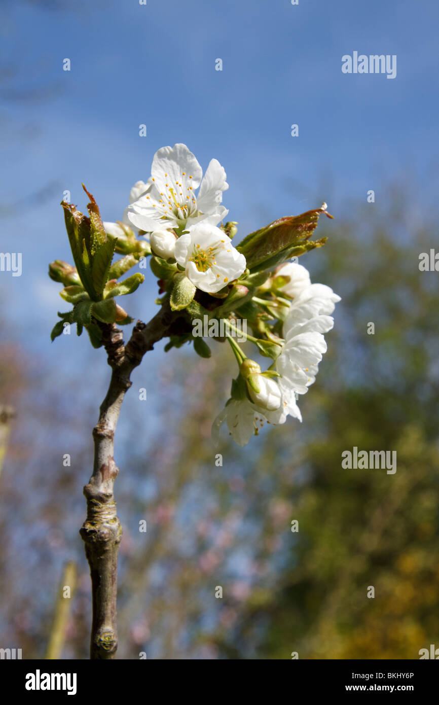 Fiori di ciliegio su un albero. Inghilterra, Regno Unito Foto Stock