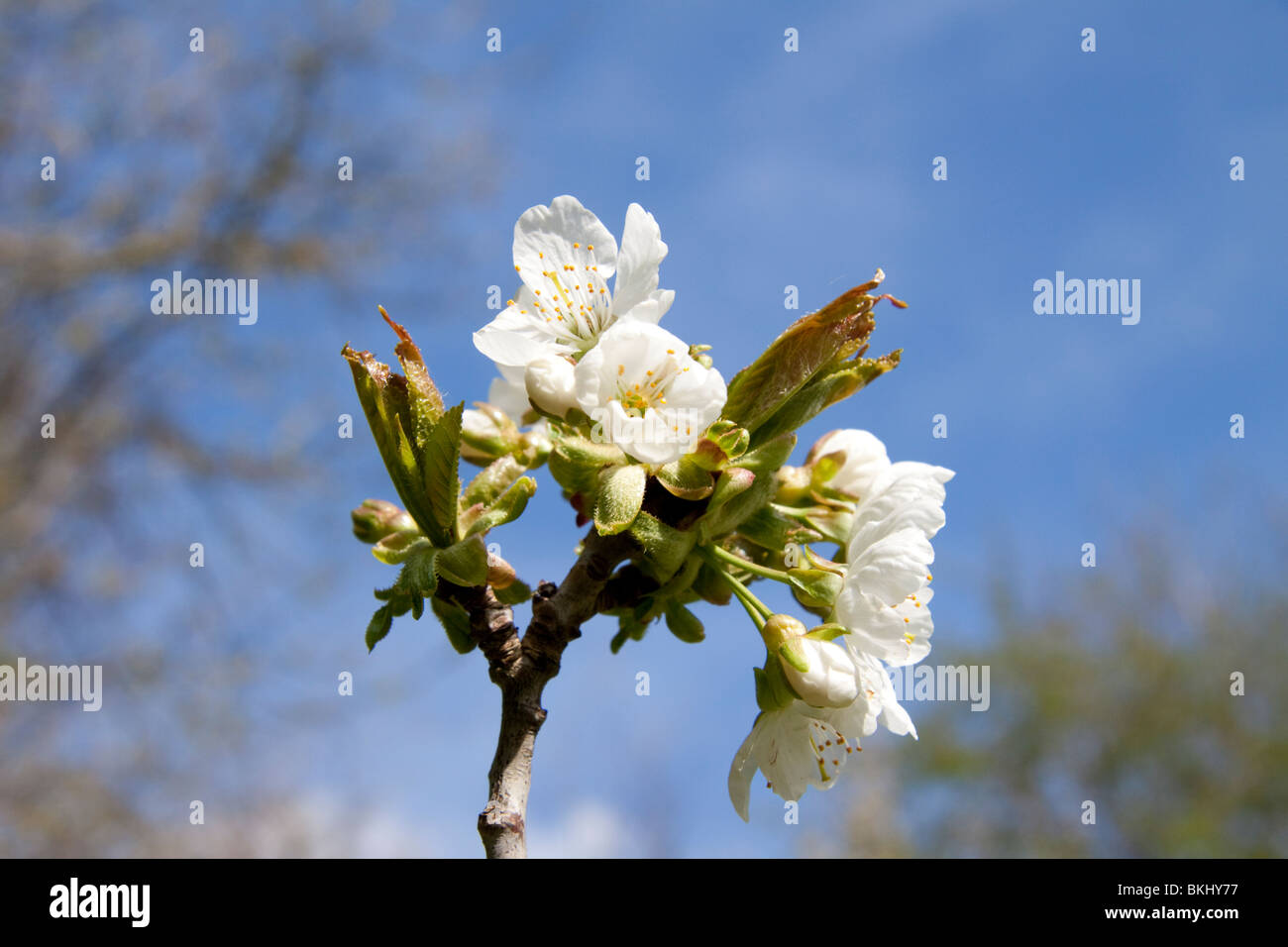 Fiori di ciliegio su un albero. Inghilterra, Regno Unito Foto Stock