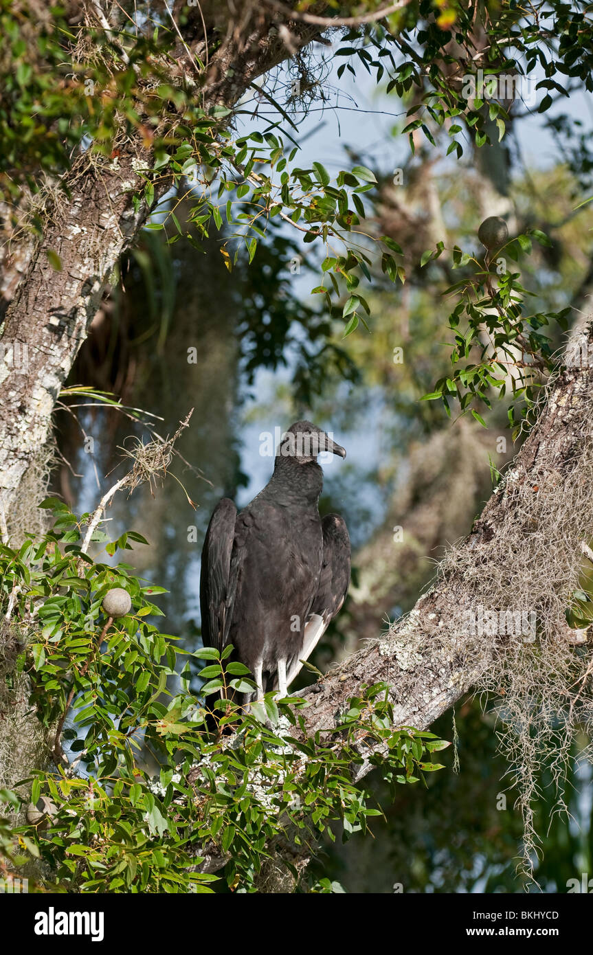 Avvoltoio nero: Coragyps atratus. Everglades, Florida, Stati Uniti d'America Foto Stock
