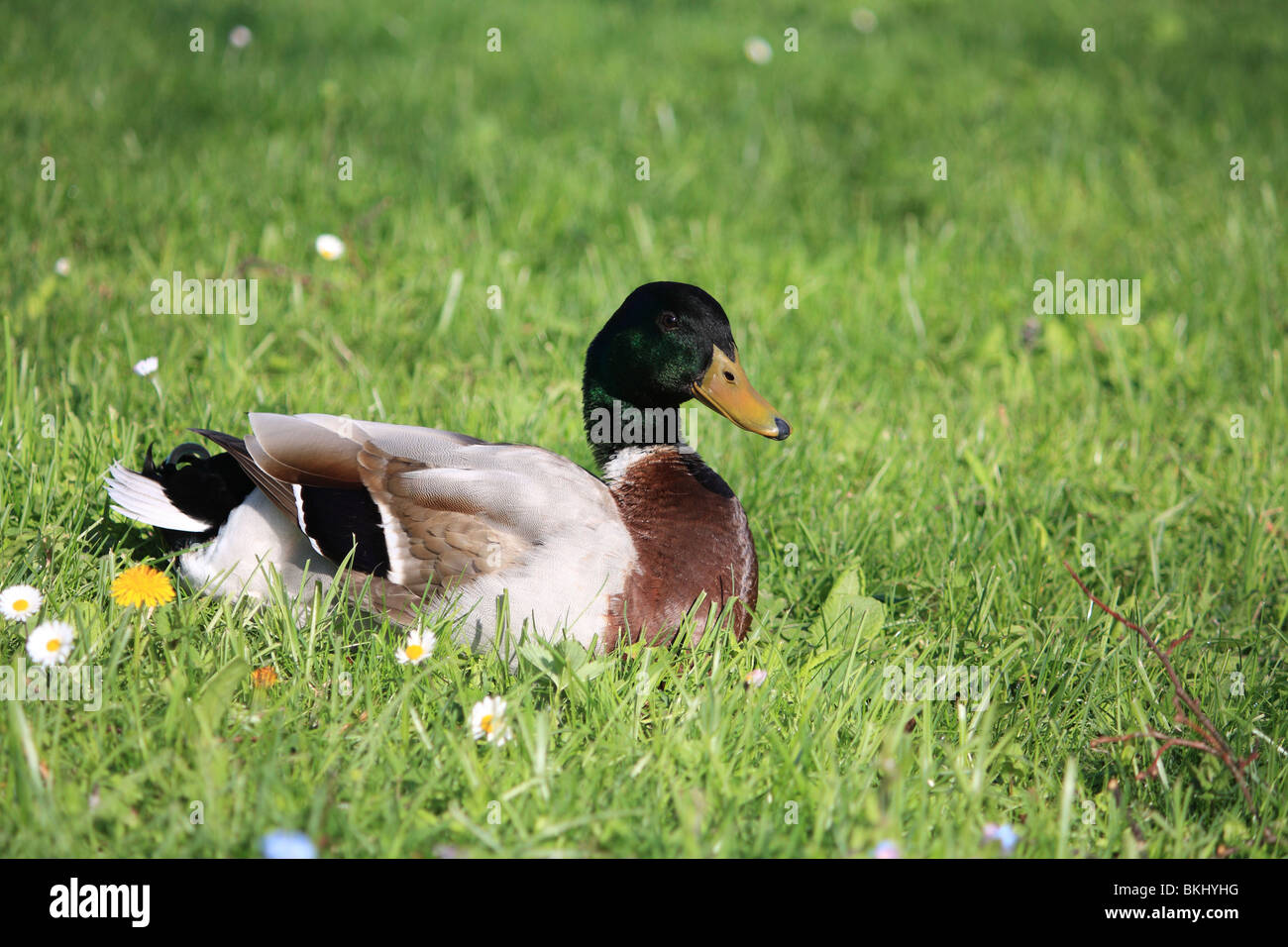 Stock Photo - Mallard Duck Foto Stock