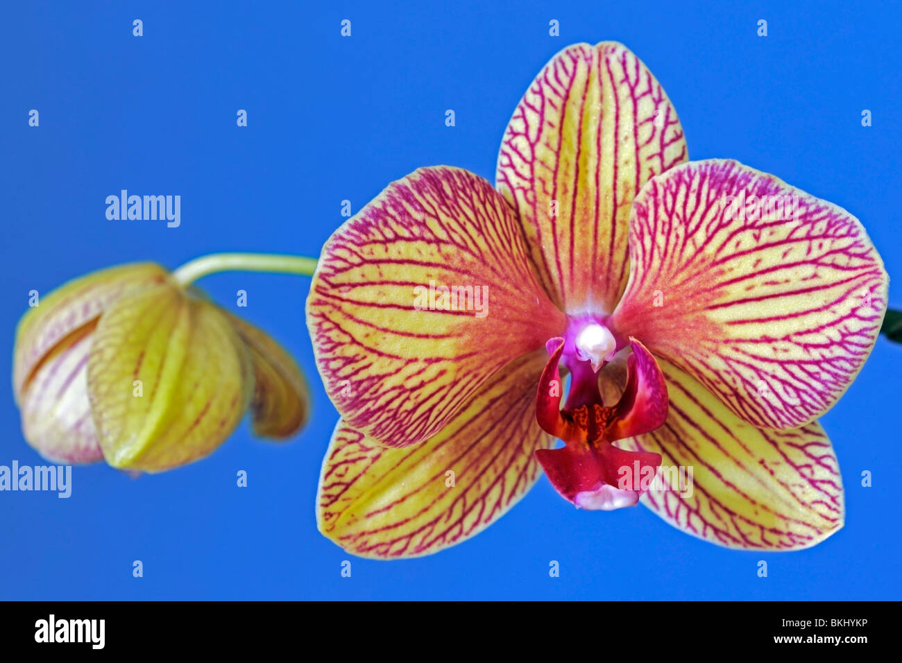 Attraente simmetria bilaterale in una falena orchid Foto Stock