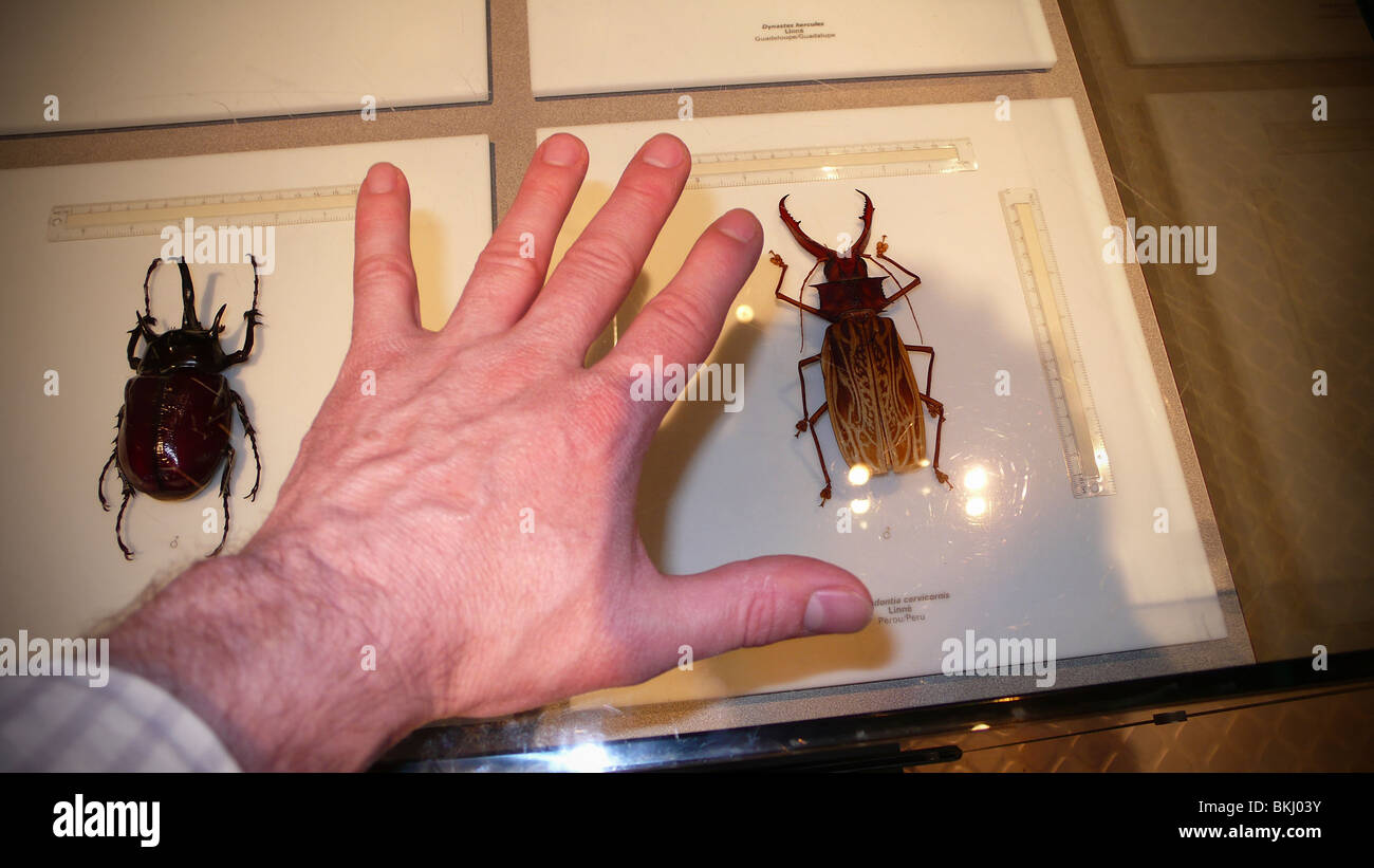 La vita di grandi dimensioni di coleotteri. Foto Stock