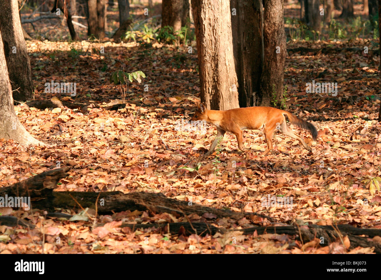 Indiano cane selvatico o dhole (cuon alpinus) la caccia nel Parco Nazionale di Kanha, Madhya Pradesh, India, Asia Foto Stock