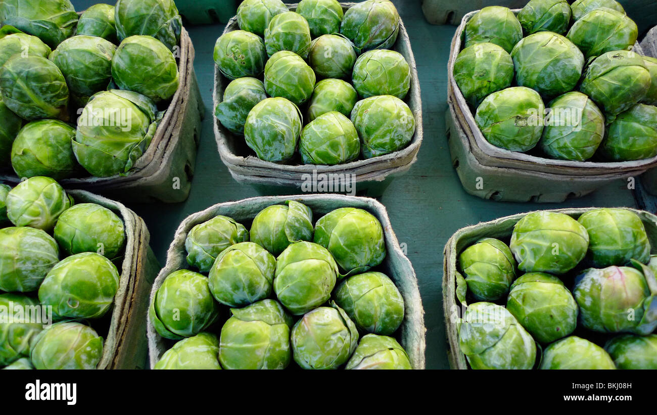 Appena raccolto organic i cavoletti di Bruxelles sul display nel mercato degli agricoltori. Foto Stock
