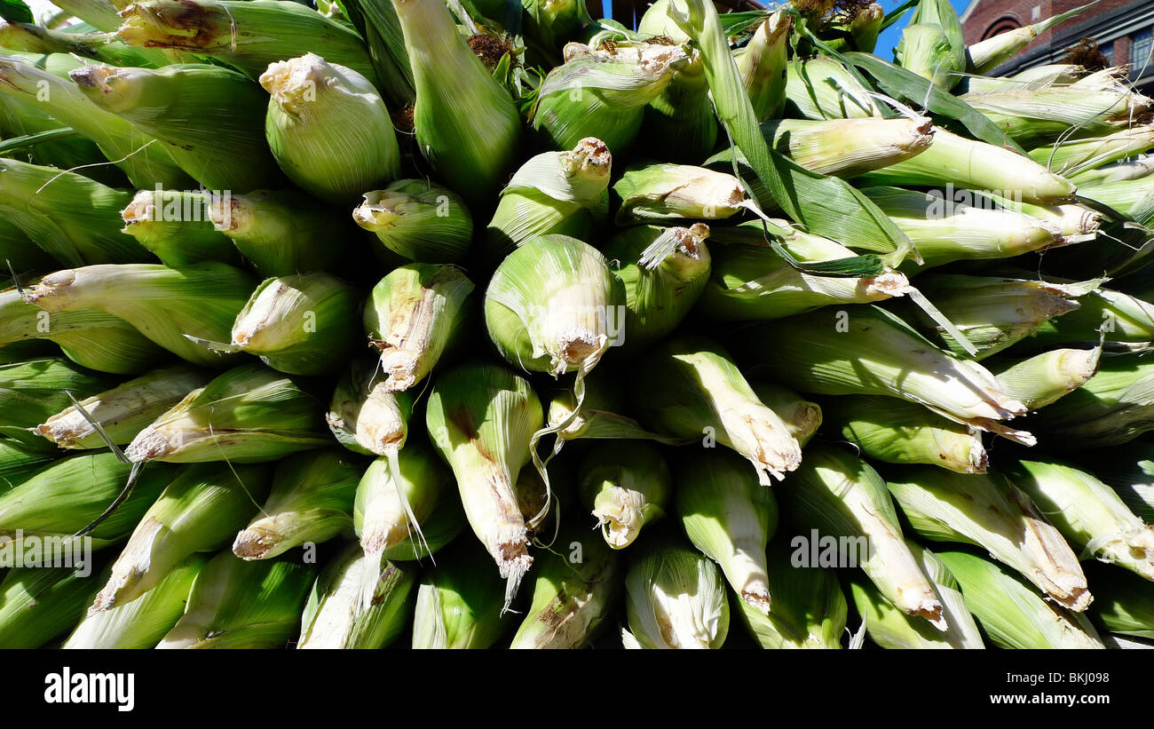 Appena raccolto organic sulla pannocchia di mais in esposizione al mercato degli agricoltori. Foto Stock