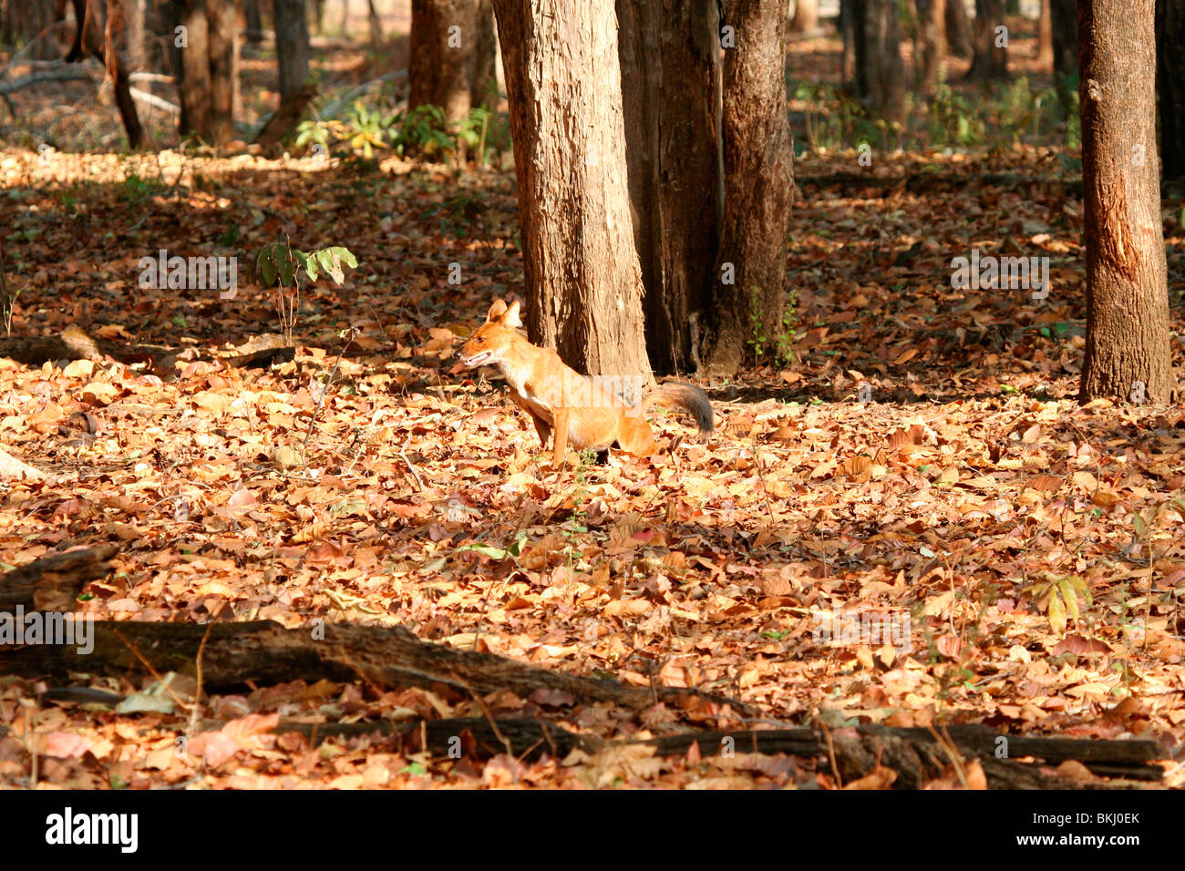 Indiano cane selvatico o dhole (cuon alpinus) la caccia nel Parco Nazionale di Kanha, Madhya Pradesh, India, Asia Foto Stock