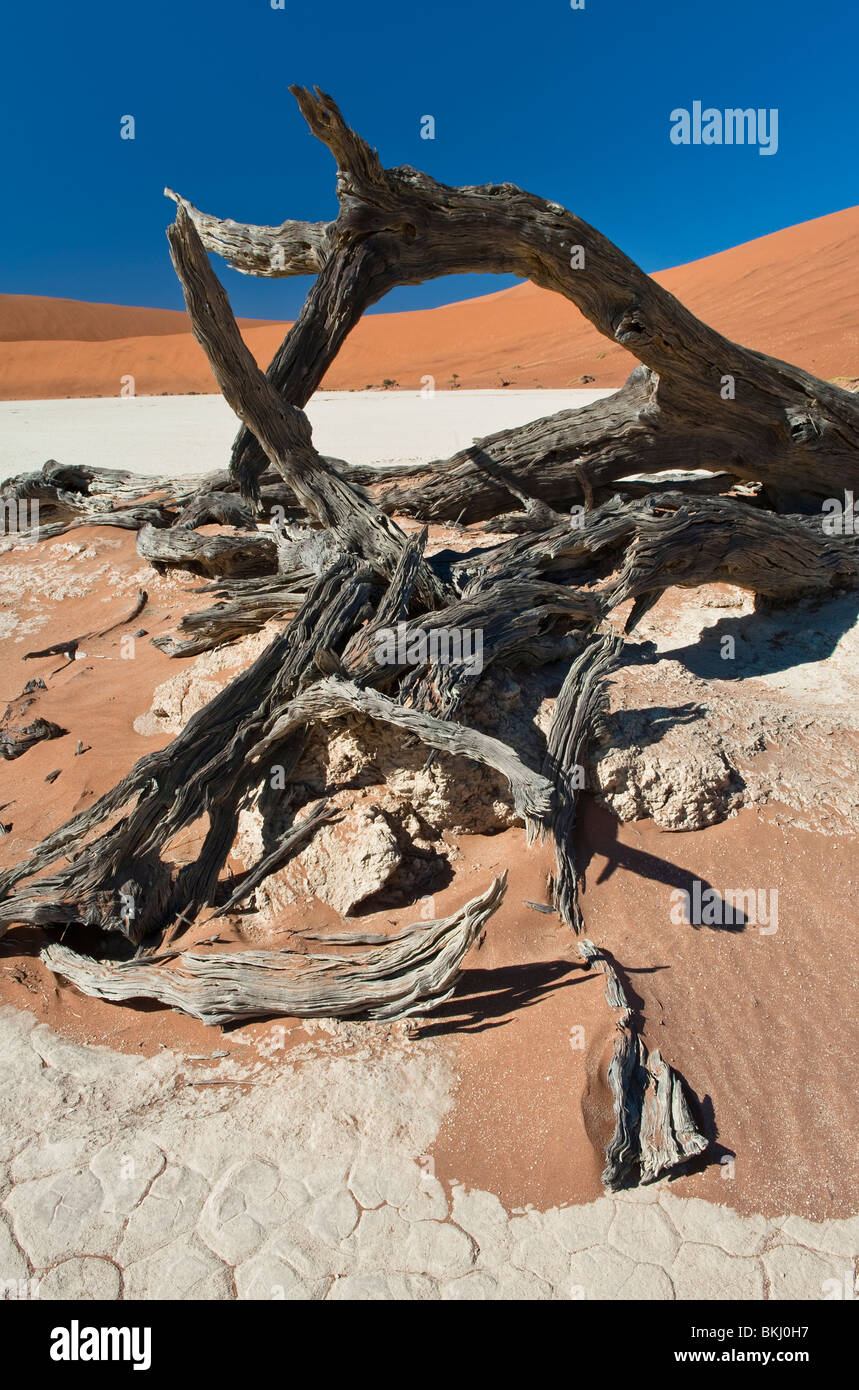 I resti di un cammello Thorn Tree in Deadvlei, Sossusvlei, Namibia Foto Stock