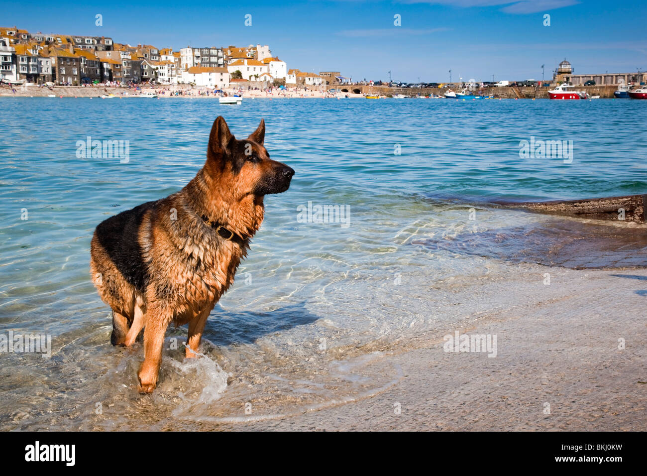 Cane alsaziano di nuoto nel porto; St Ives; Cornovaglia Foto Stock