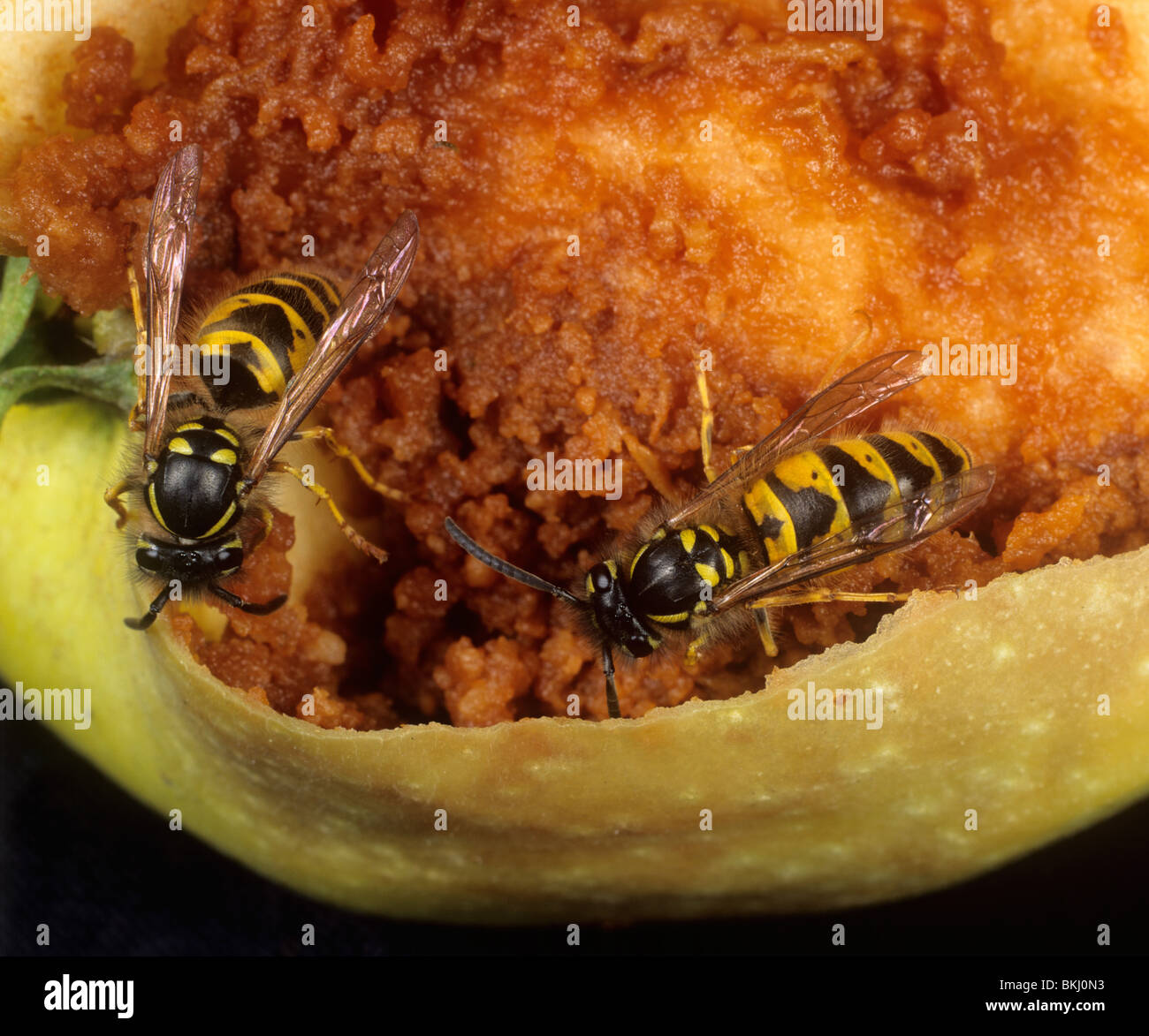 Wasp comune (Vespula vulgaris) adulti alimentazione su un danneggiato frutto di Apple Foto Stock