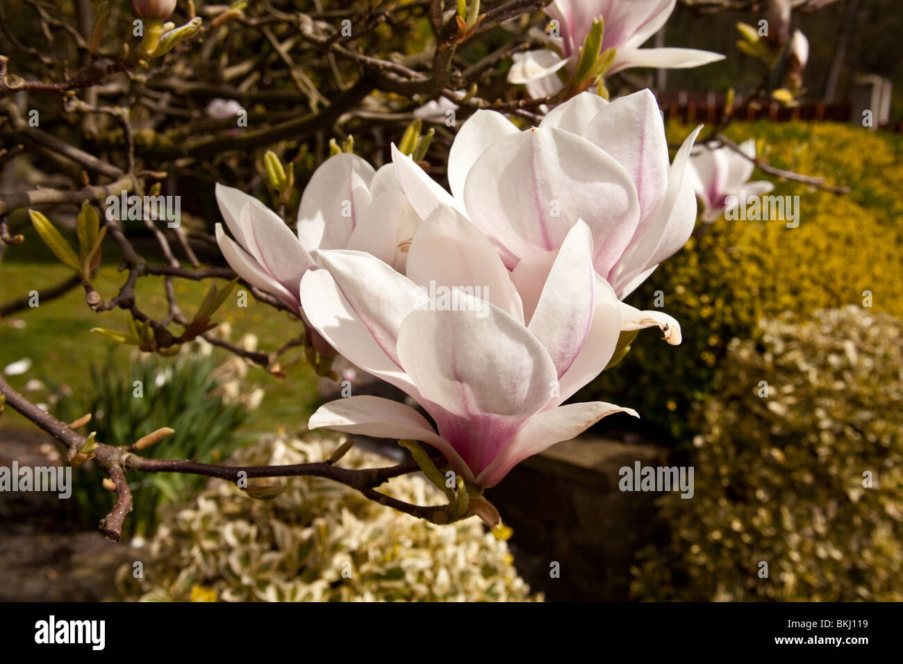 Albero di Magnolia fiori (soulangeana Rustica Rubra) Sheffield, in Inghilterra. Foto Stock