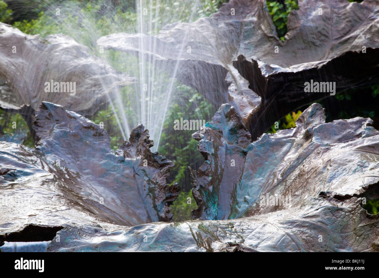 Giardino Trebah; fontana sulla base di foglie Gunnera; Cornovaglia Foto Stock
