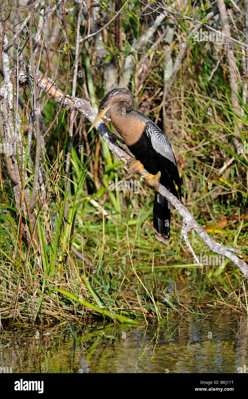 Anhinga: Anhinga anhinga. Anhinga Trail, Everglades, Florida, Stati Uniti d'America Foto Stock