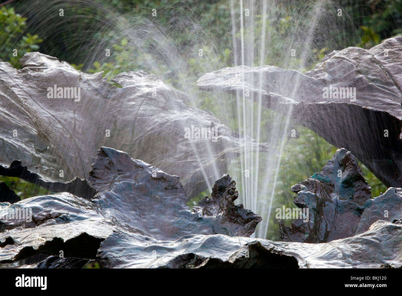 Giardino Trebah; fontana sulla base di foglie Gunnera; Cornovaglia Foto Stock