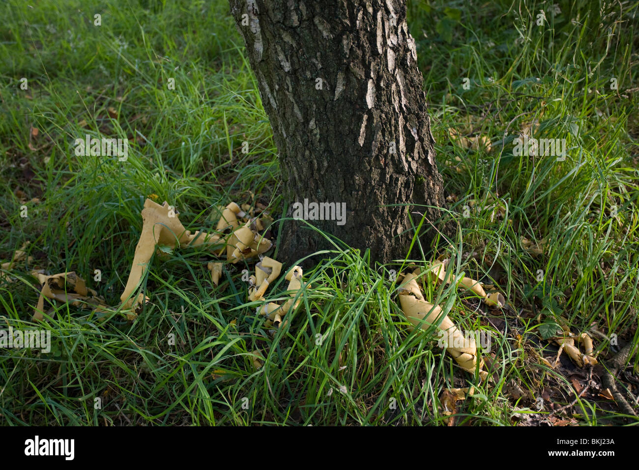 Danni di corteccia di betulla Silver Tree (Betula pendula) causata dal grigio scoiattolo (Sciurus carolinensis) Sussex, Regno Unito. Foto Stock