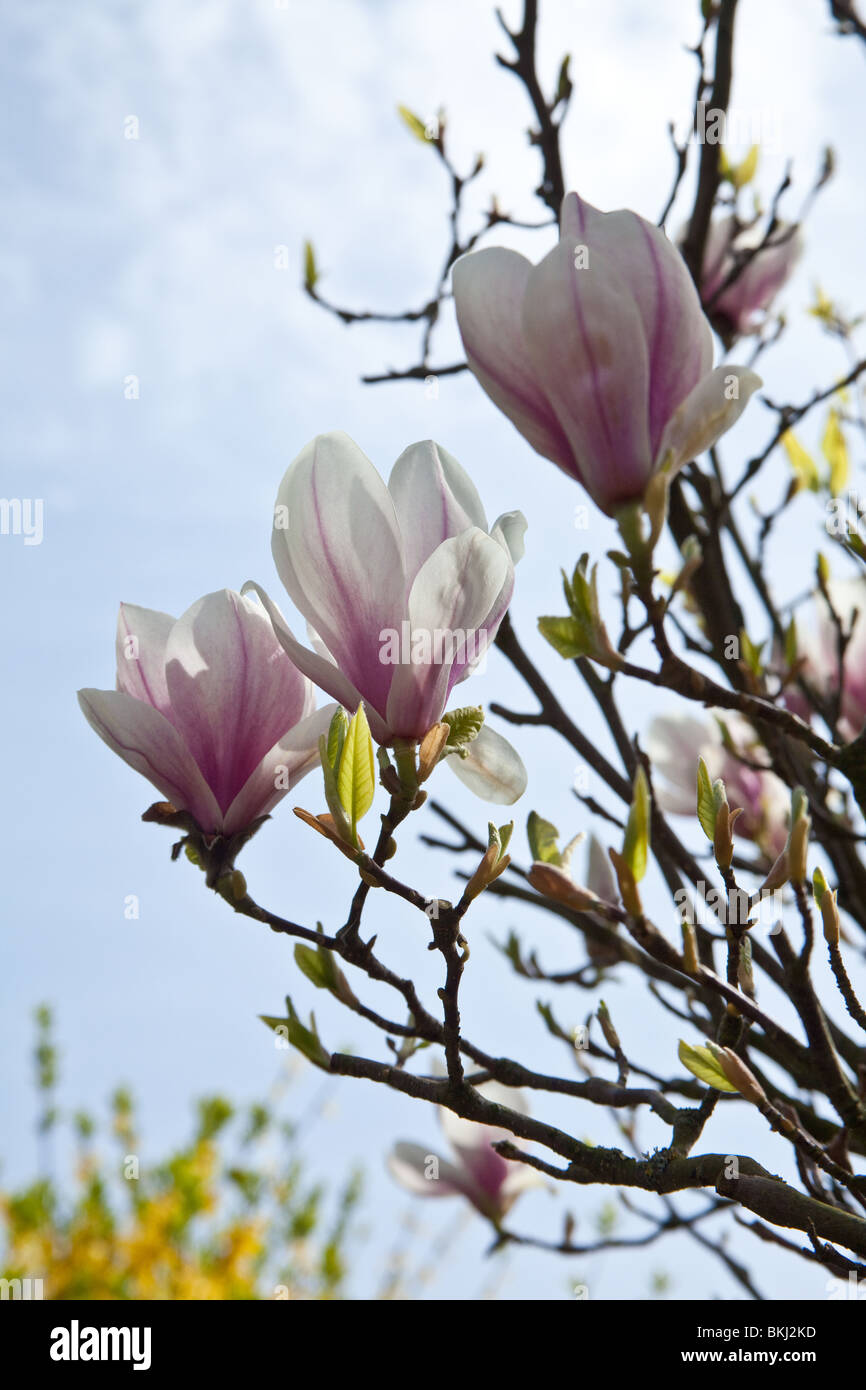 Albero di Magnolia fiori (soulangeana Rustica Rubra) Sheffield, in Inghilterra. Foto Stock