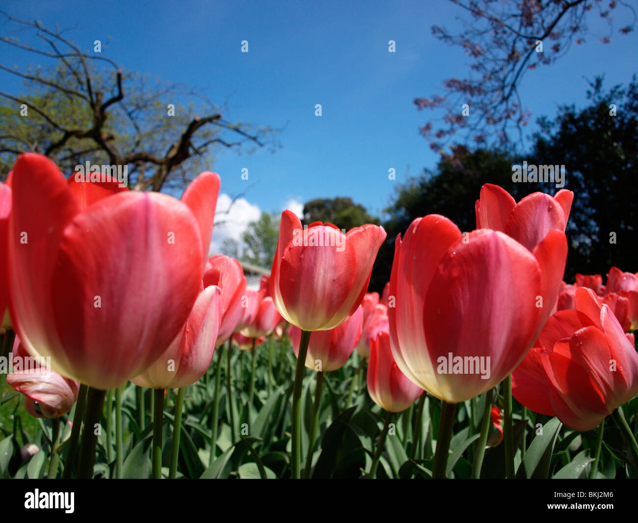 Tulip 'tom Pouce' Foto Stock