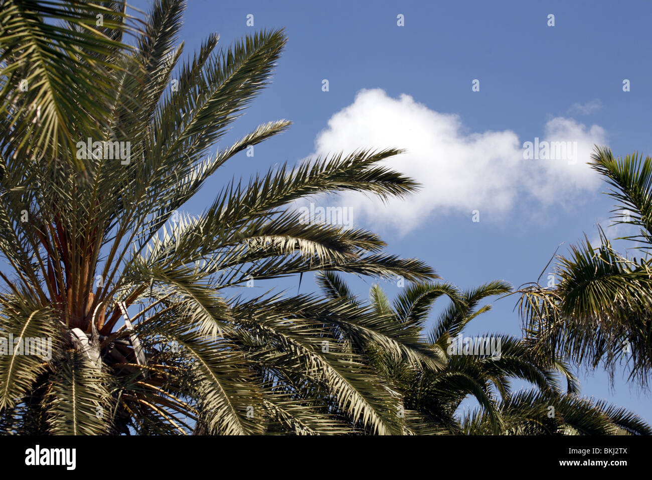 Le palme in Gran Canaria Foto Stock