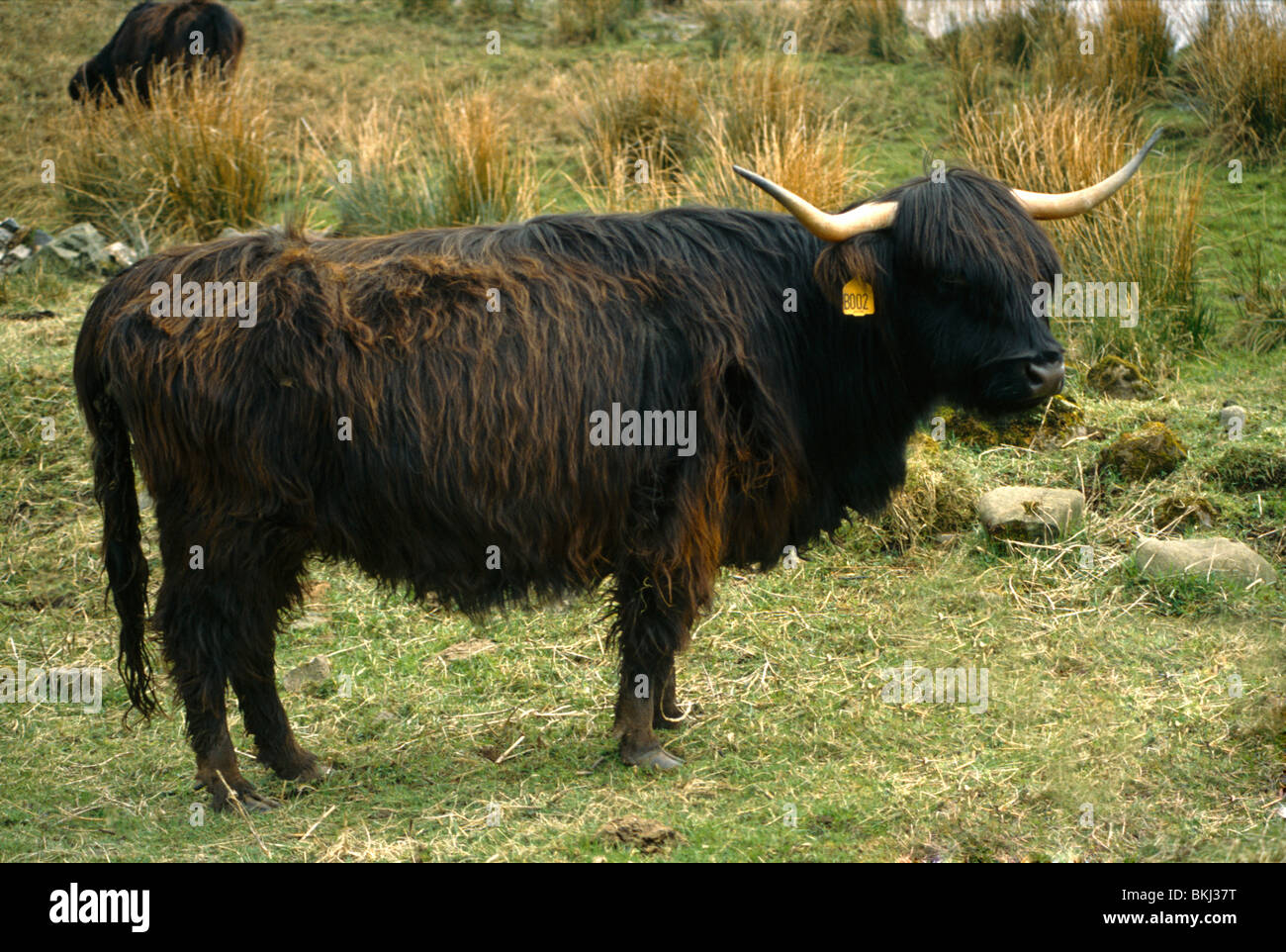 Cumnock Scozia West Highland bovini Foto Stock