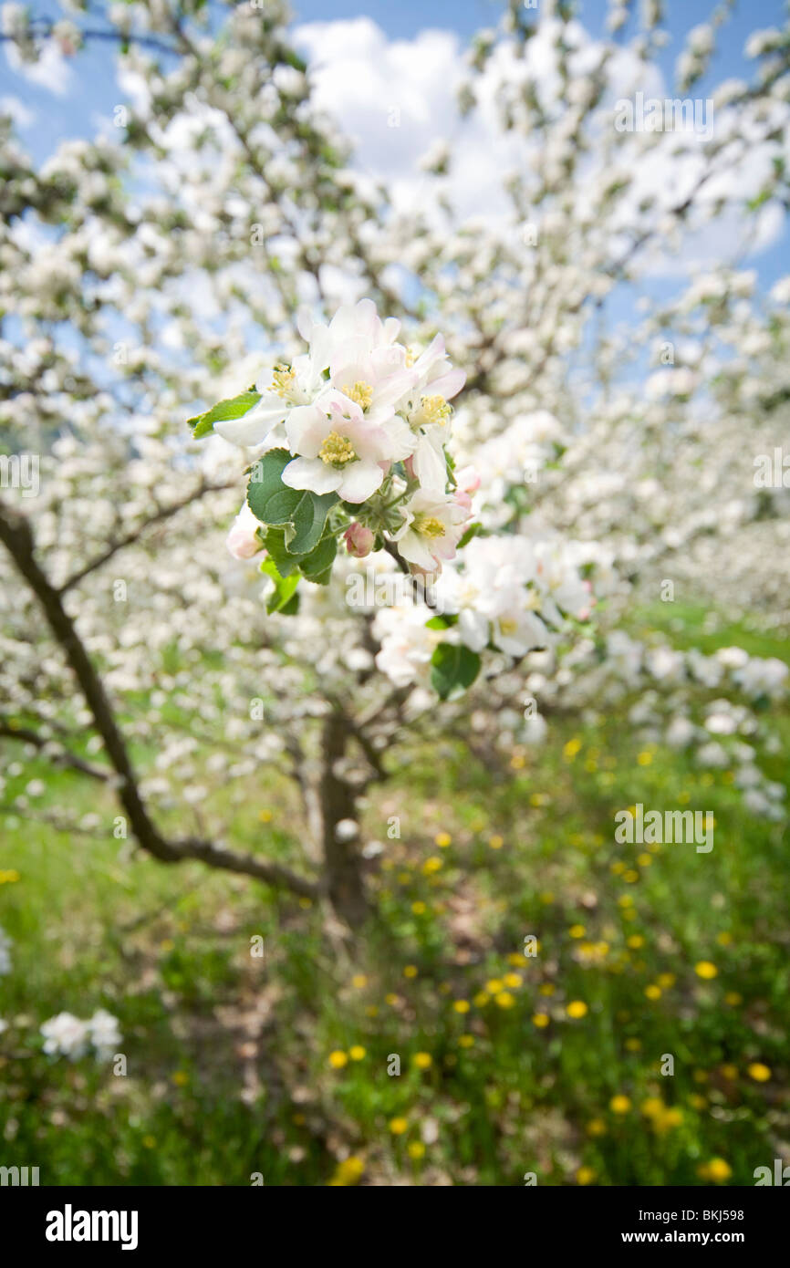 Bianco Fiori di apple e tarassaco fiori in un frutteto di sole primaverile, Francia Foto Stock