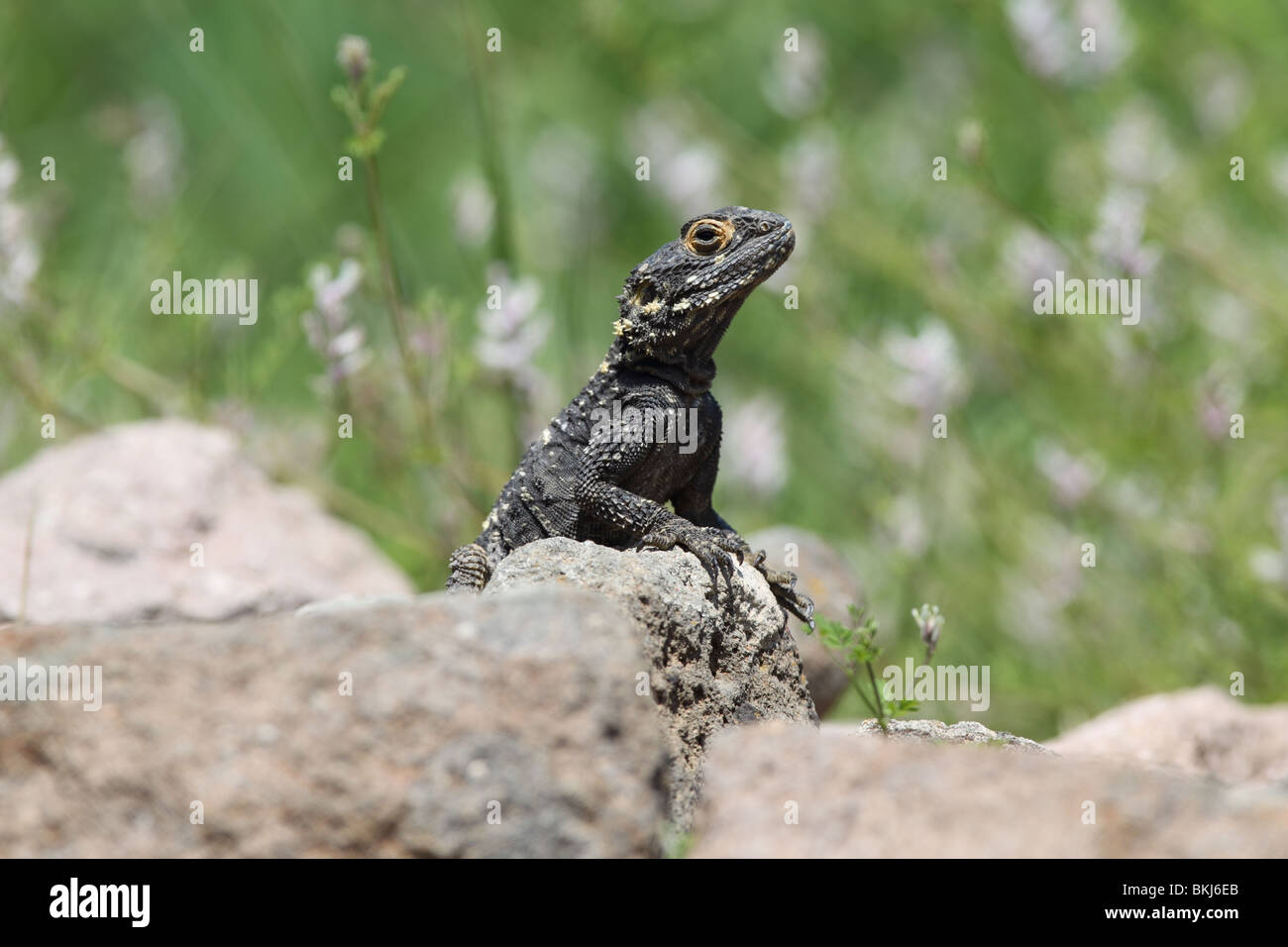 Stellagama stellio - Lizard Foto Stock