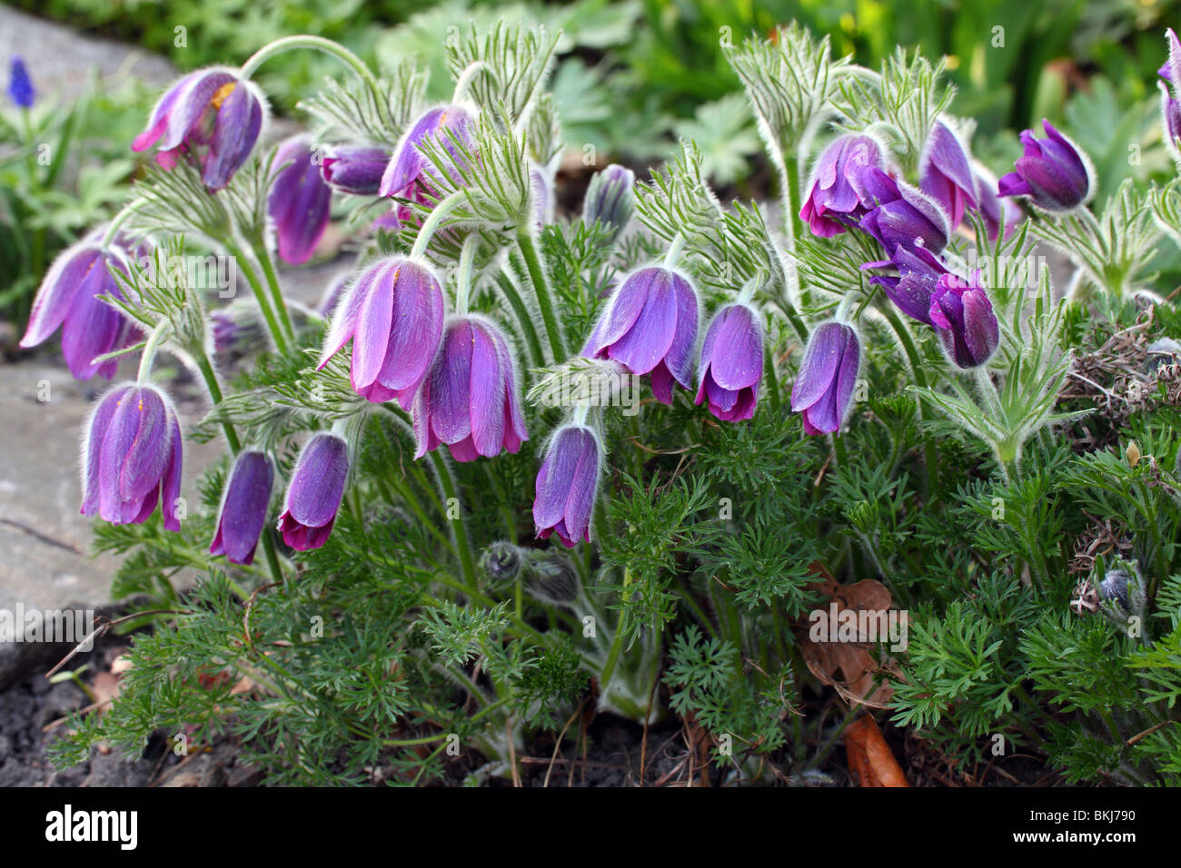 "Pasque fiori vicino la Pulsatilla rubra violetta fiore di primavera Foto Stock