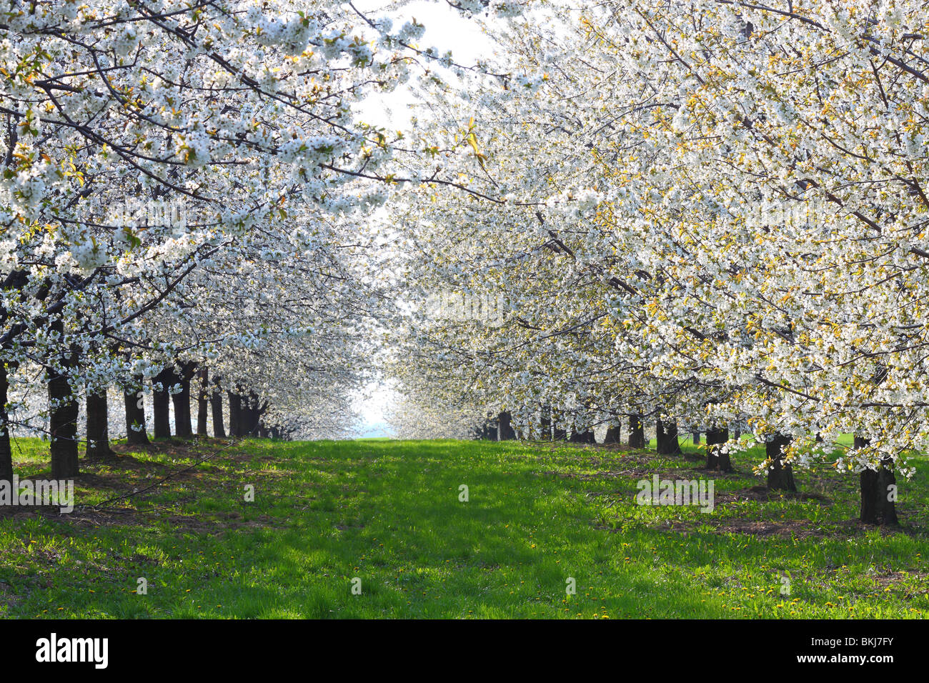 Filari di alberi di ciliegio in piena fioritura Cerausus avium Foto Stock