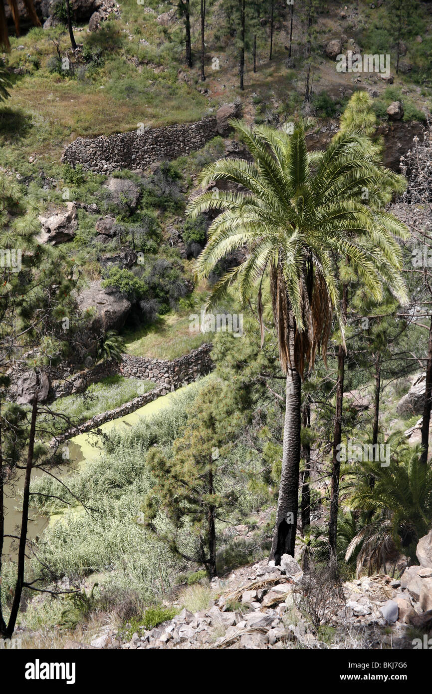 Palm tree in Gran Canaria vicino a Soria, Isole Canarie, Spagna Foto Stock