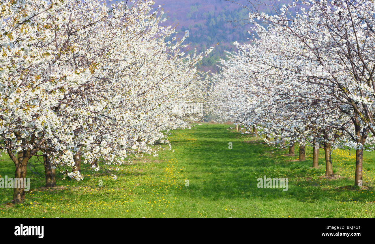 Filari di alberi di ciliegio in piena fioritura Cerausus avium Foto Stock
