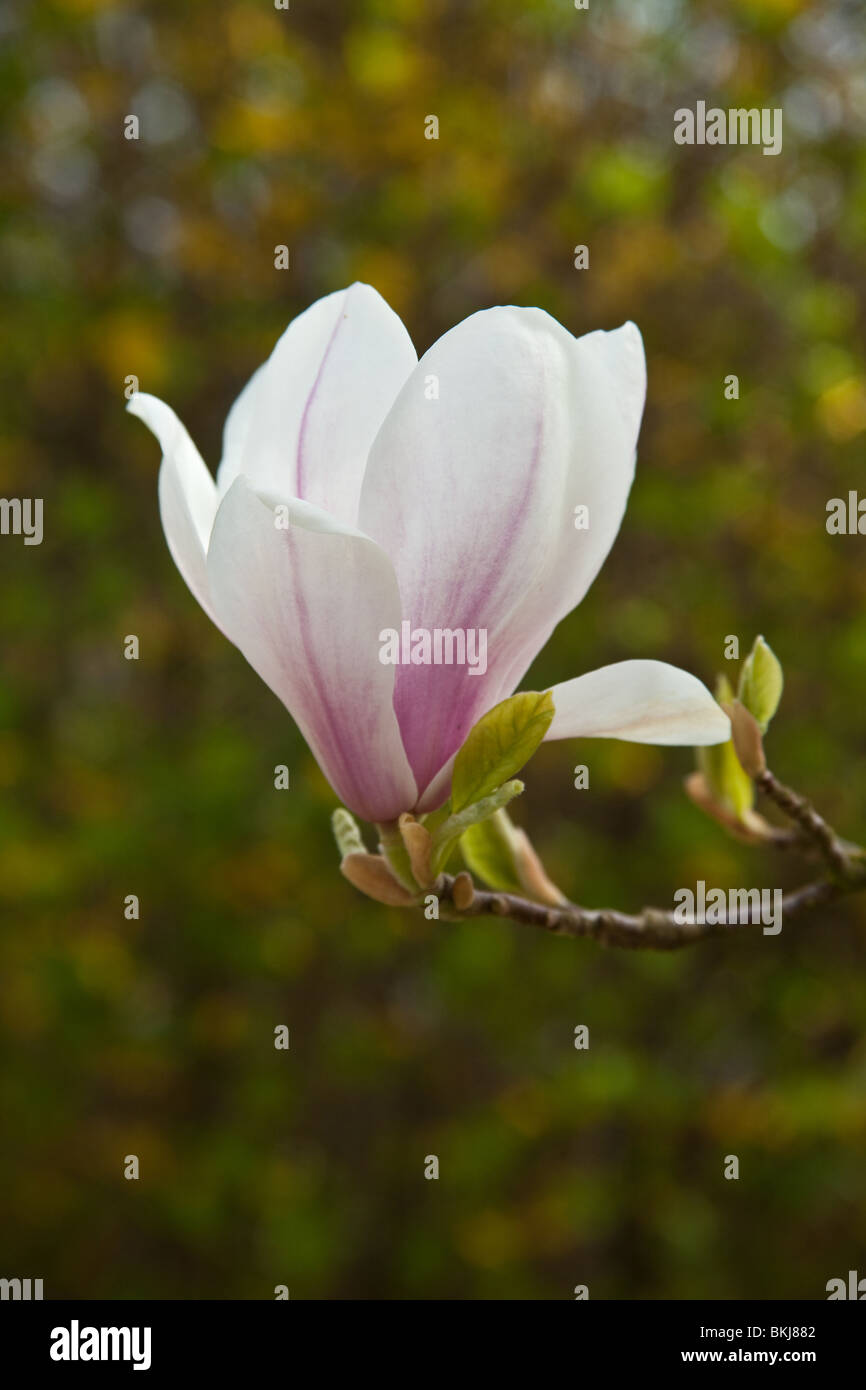 Albero di Magnolia fiori (soulangeana Rustica Rubra) Sheffield, in Inghilterra. Foto Stock