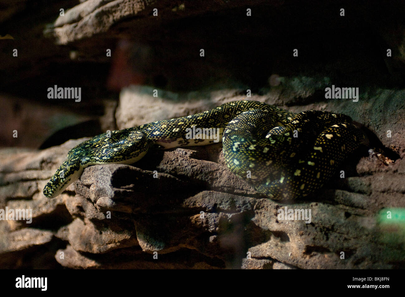 Diamond Python, Morrelia spilota spilota, Sydney Wildlife World, Sydney, Australia Foto Stock