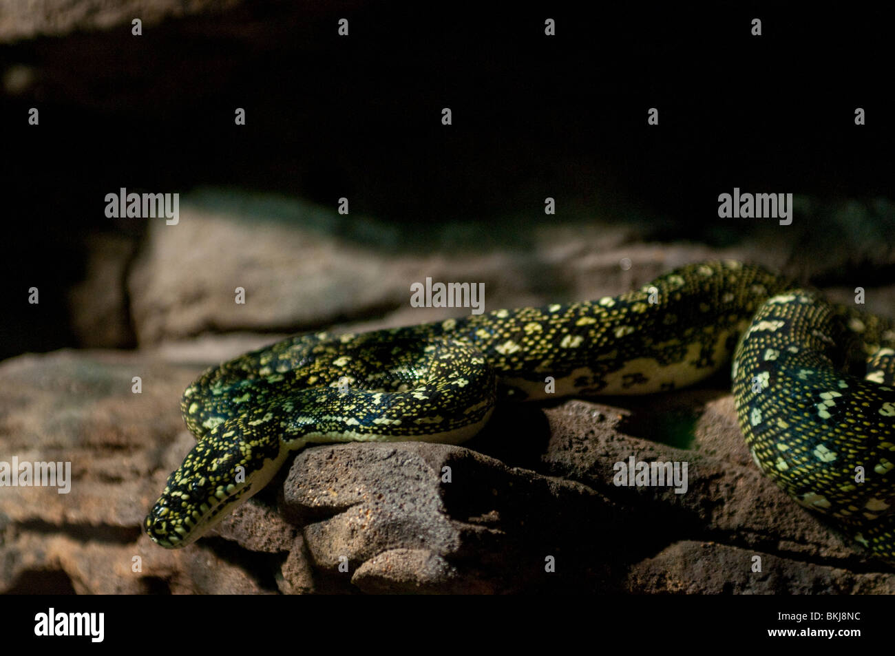 Diamond Python, Morrelia spilota spilota, Sydney Wildlife World, Sydney, Australia Foto Stock