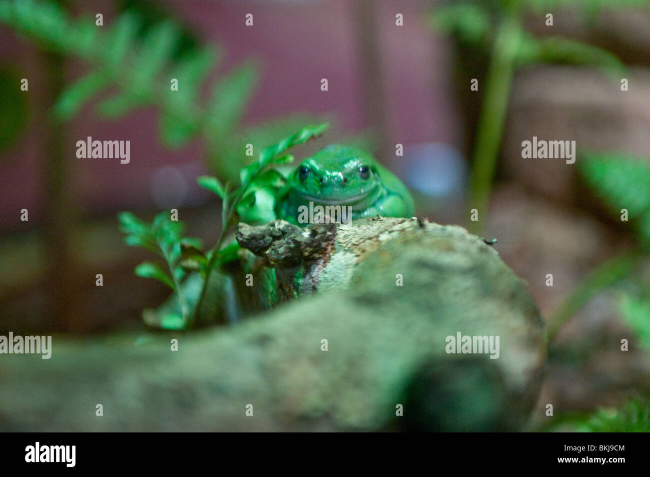 Ranocchio verde, al Sydney Wildlife World, Sydney, Australia Foto Stock