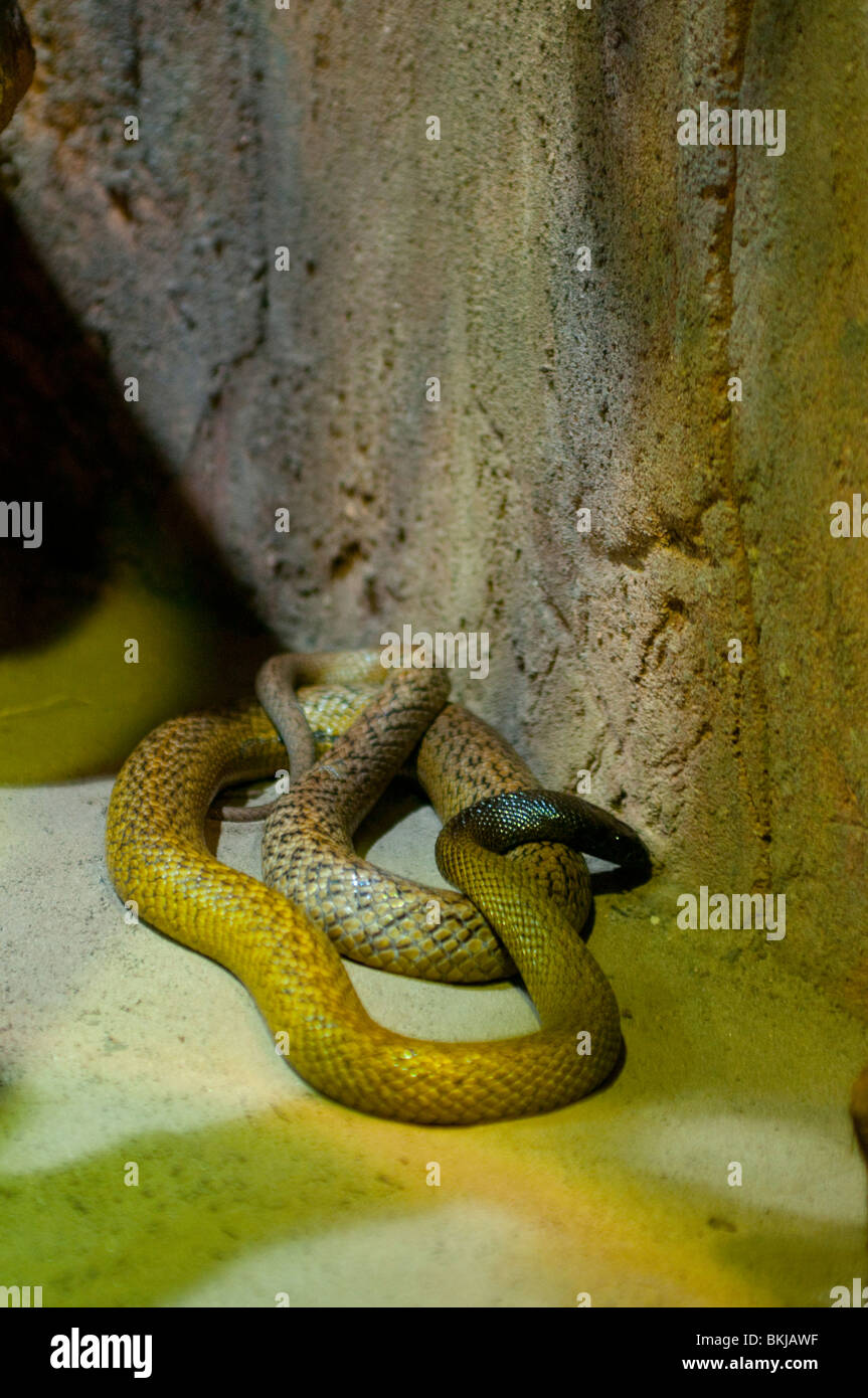 Inland taipan, Oxyuranus microlepidotus, Sydney Wildlife World, Sydney, Australia Foto Stock