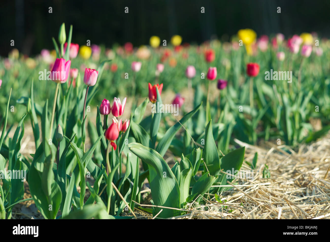 Un campo pieno di tulipani Foto Stock