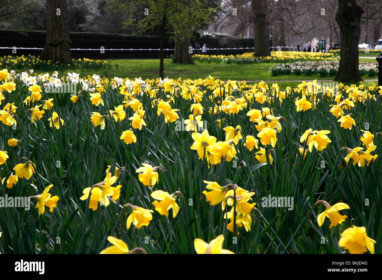 Giunchiglie in Green Park, St James's, London, Regno Unito Foto Stock