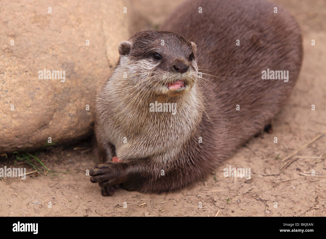 Asian Short-Clawed otter Foto Stock