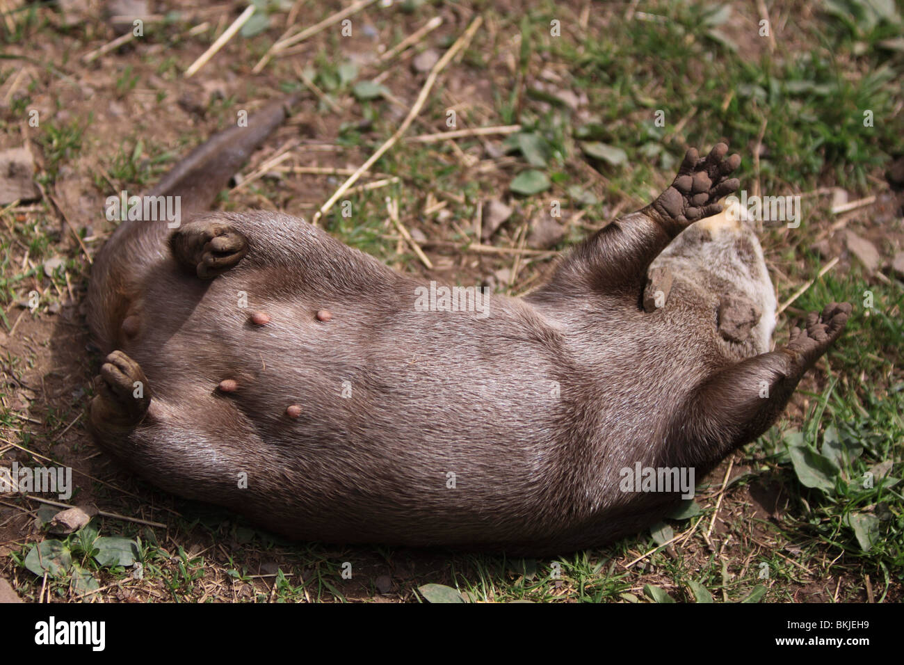 Asian Short-Clawed otter Foto Stock