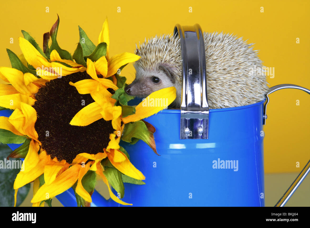 Una bella fotografia di un Africano Riccio pigmeo fotografato su un annaffiatoio con un girasole Foto Stock