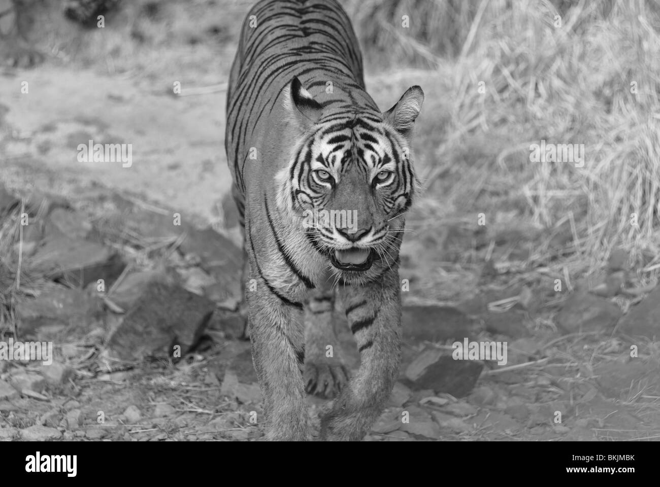 La più fotografata tigre machali e una regina di Ranthambore Riserva della Tigre, India. Foto Stock