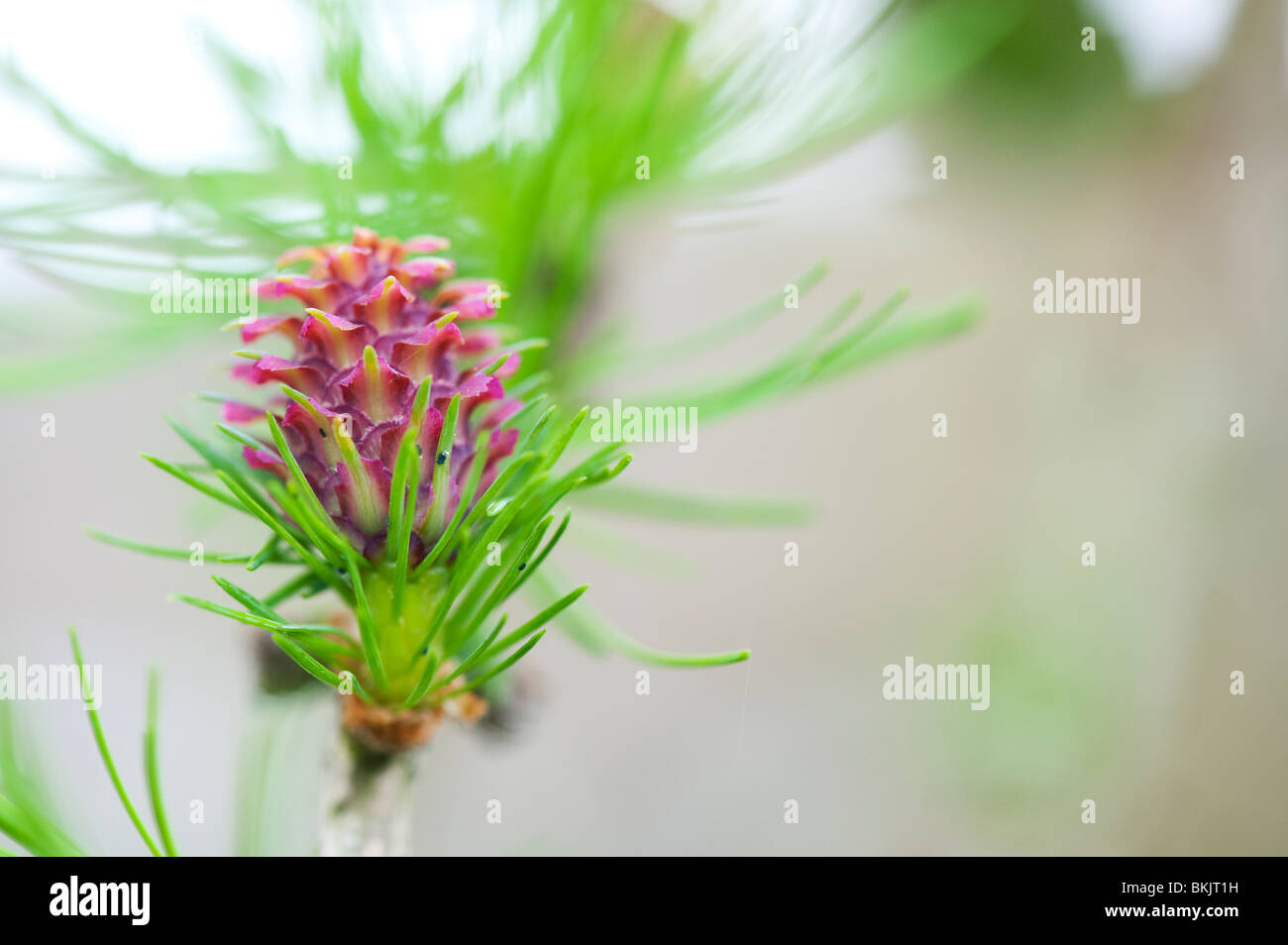 Larix decidua. Larice fiore femmina in primavera. Regno Unito Foto Stock