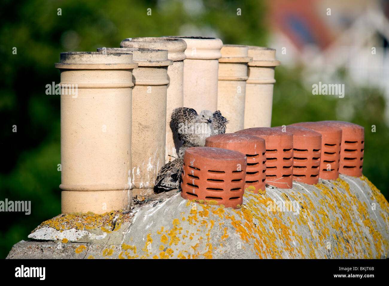 Un Aringa pulcino di gabbiano (baby seagull) arie le sue ali tra i comignoli sul tetto di una casa in Brighton East Sussex. Foto Stock
