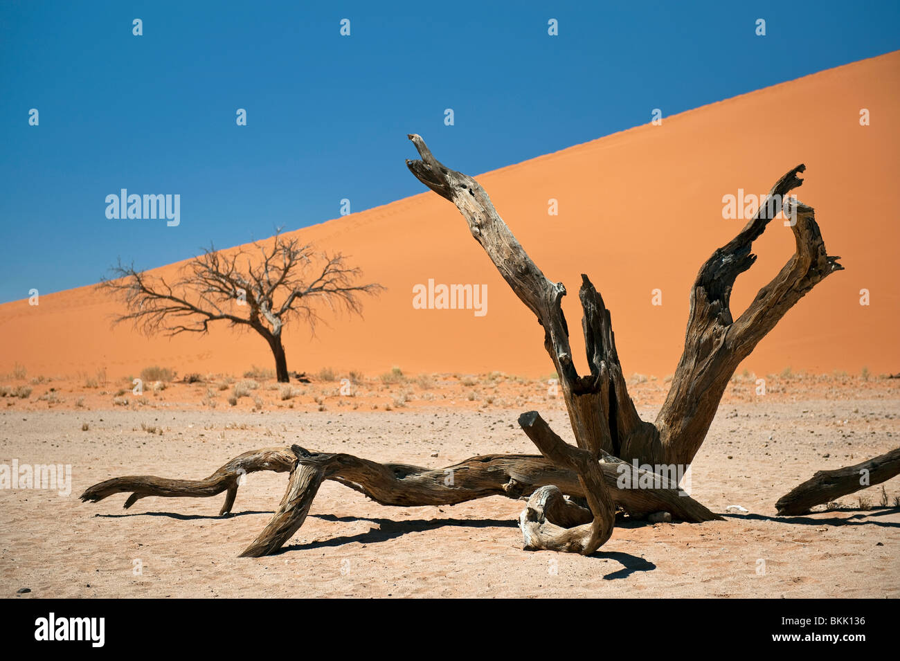 Dune 45 in Sossusvlei, Namibia Foto Stock