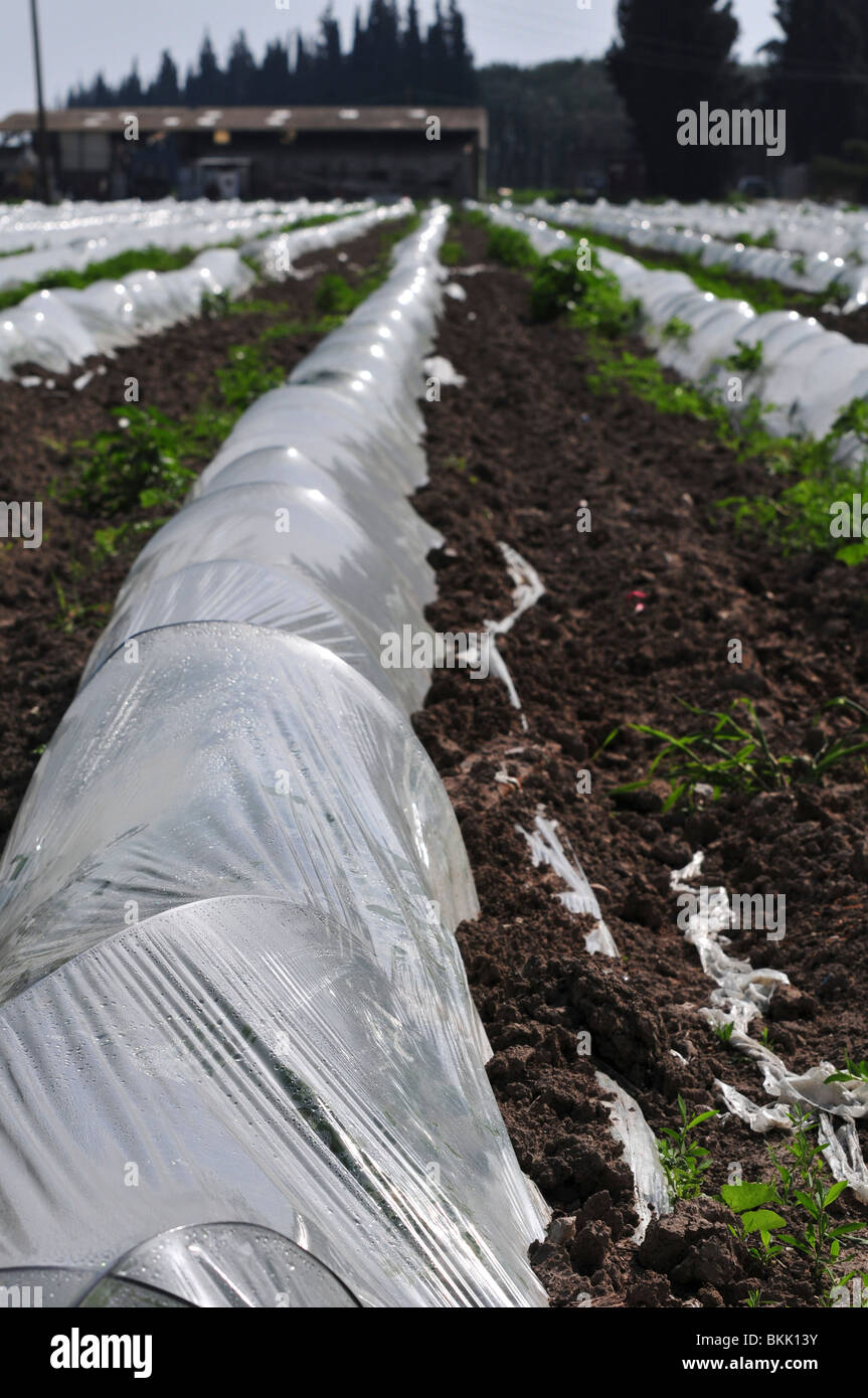 Israele, Valle del Giordano, Kibbutz Degania Alef il primo Kibbutz stabilito 1909. Le fragole crescono in plastica protettiva Foto Stock