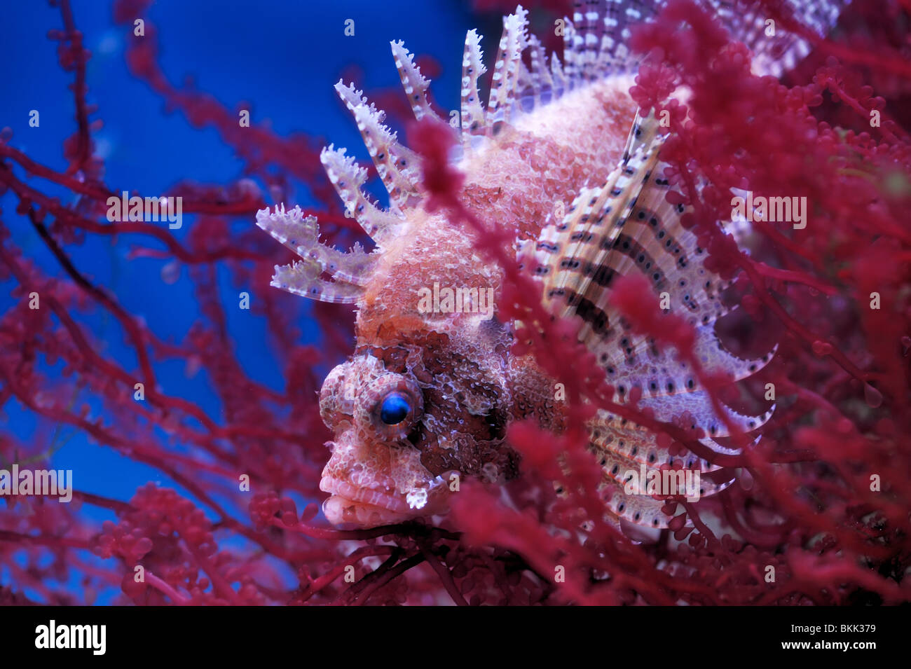 Chortfin turkeyfish (Dendrochirus brachypterus) in una mosca zoo acquario Foto Stock