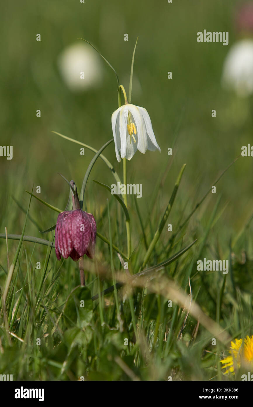 Fritillary Snakeshead white ,Fritillaria meleagris photogrpahed in Gloustershire Aprile 2010 Foto Stock