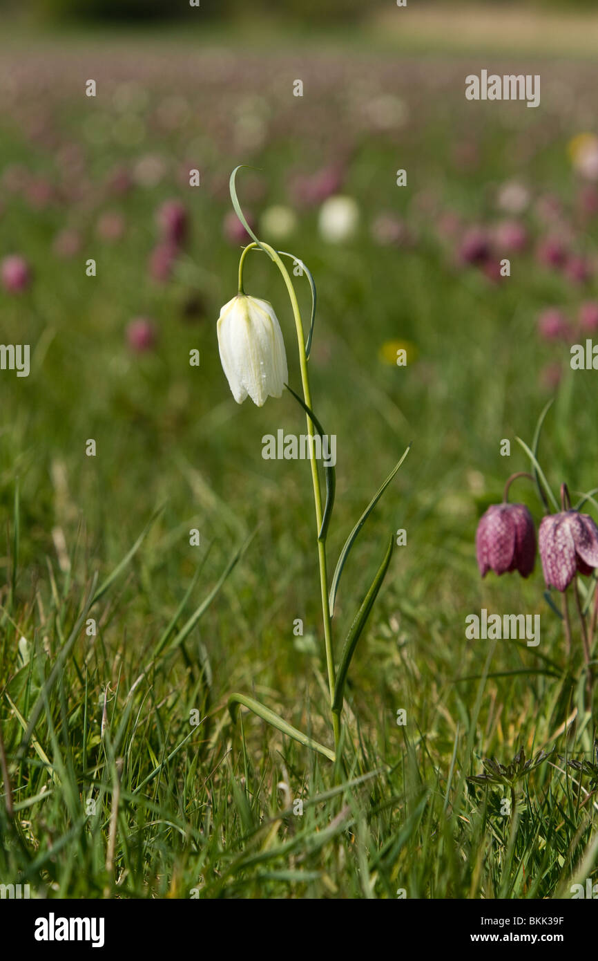 Fritillary Snakeshead white;Fritillaria meleagris photogrpahed in Gloustershire Aprile 2010 Foto Stock