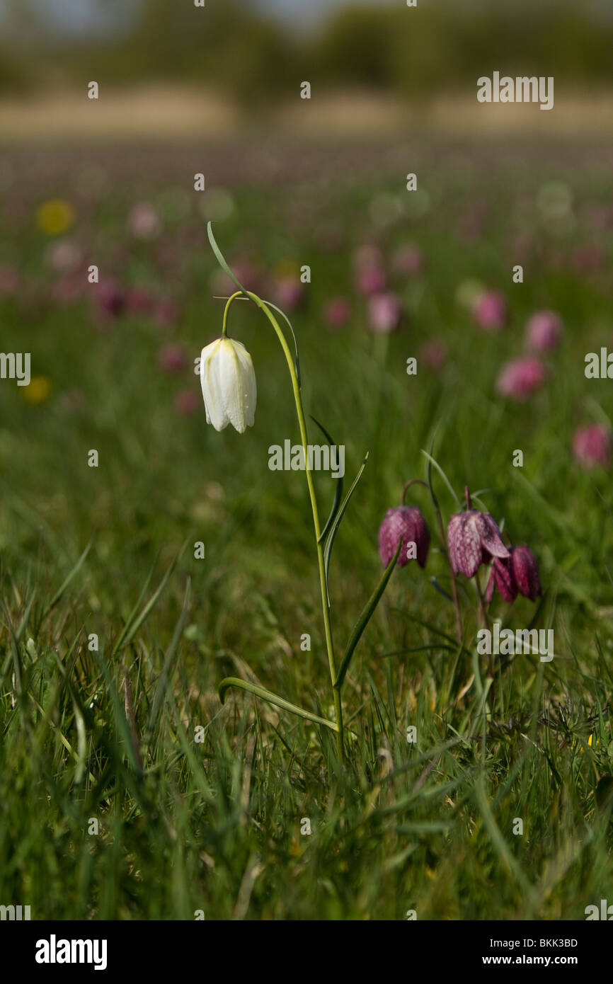 Bianco fritillary Snakeshead.Fritillaria meleagris fotografato in Gloustershire Aprile 2010 Foto Stock