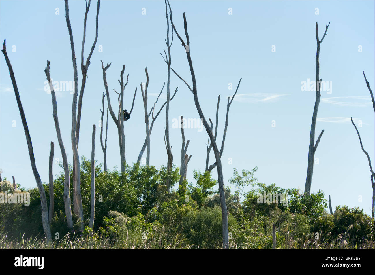 Gli alberi morti situato in Everglades nello stato della Florida, Stati Uniti d'America Foto Stock